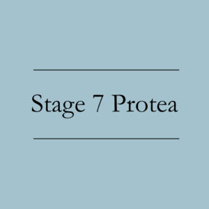 Stage 7 Protea